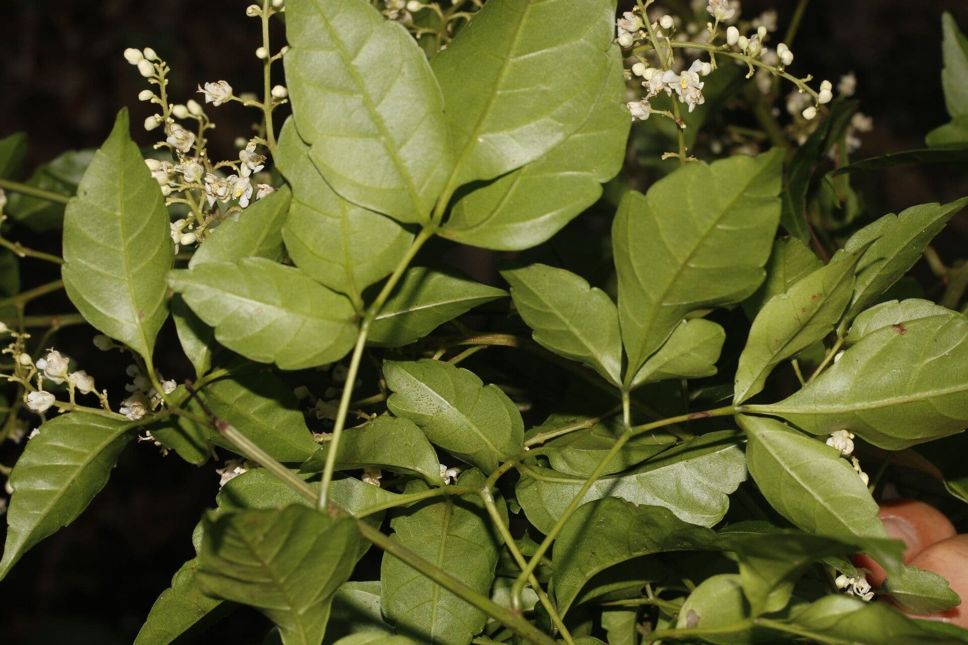 Serjania 13