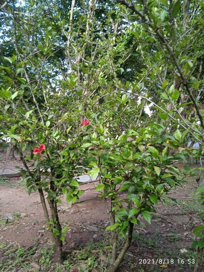 Hibiscus cispadanus 22