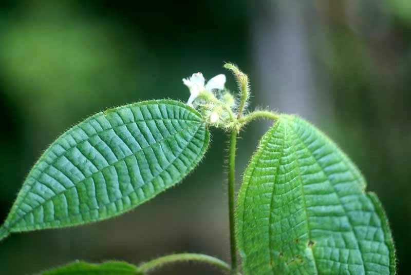 Clidemia 9