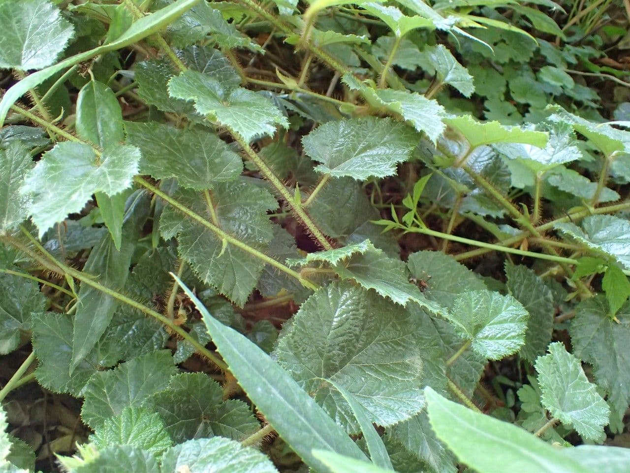 Rovo tricolore 14
