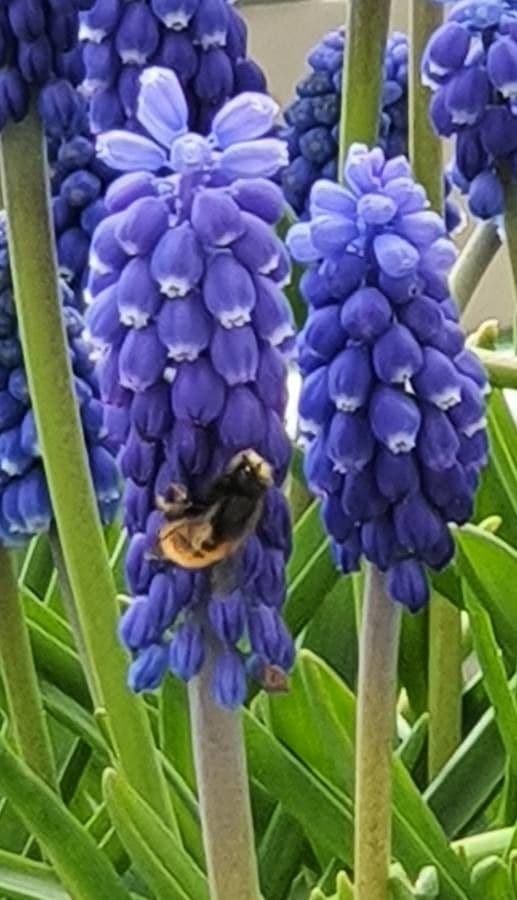 Muscari armeniaco 7