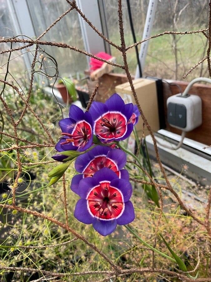 Geissorhiza