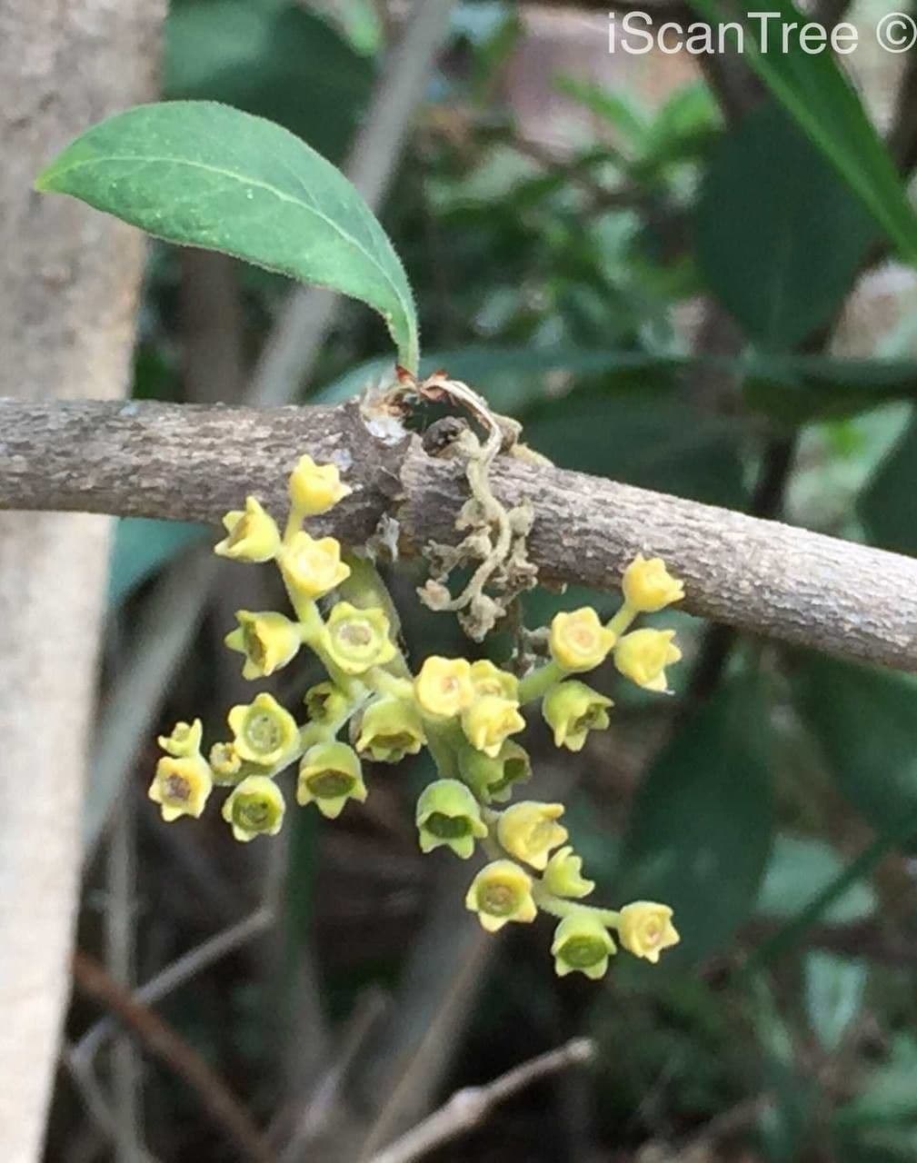 Afrocanthium 2