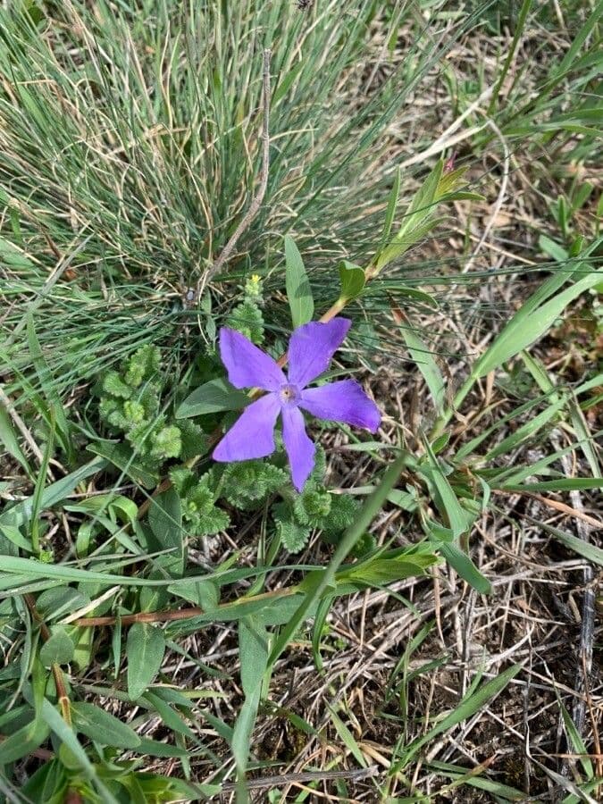 Pervinca erbacea