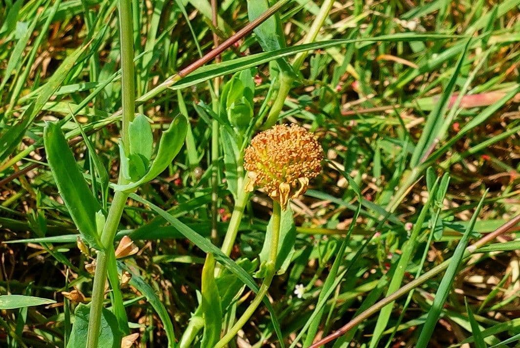Saat-Wucherblume 5