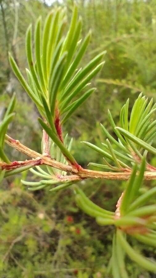 Darwinia fascicularis 7