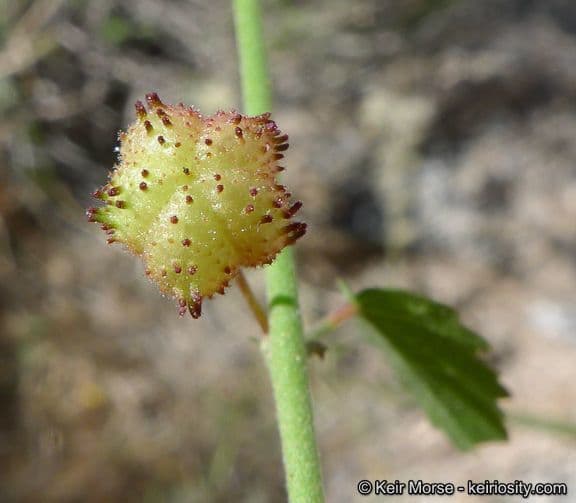 Ayenia compatta 3