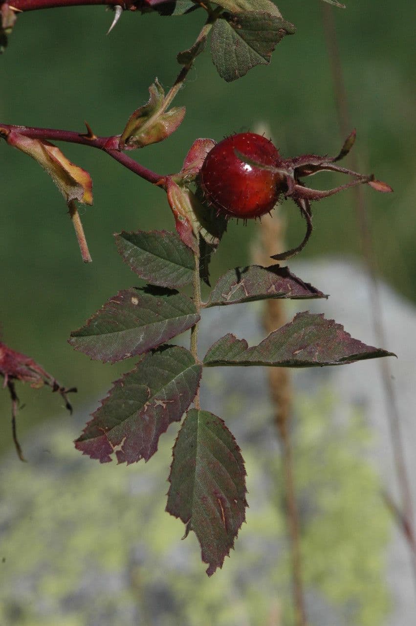 Apfel-Rose 27