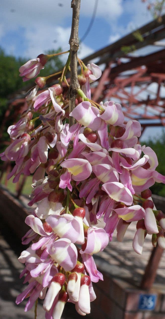 Lonchocarpus 10