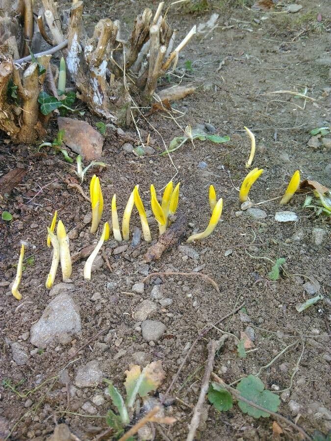 Sternbergia colchiciflora 11