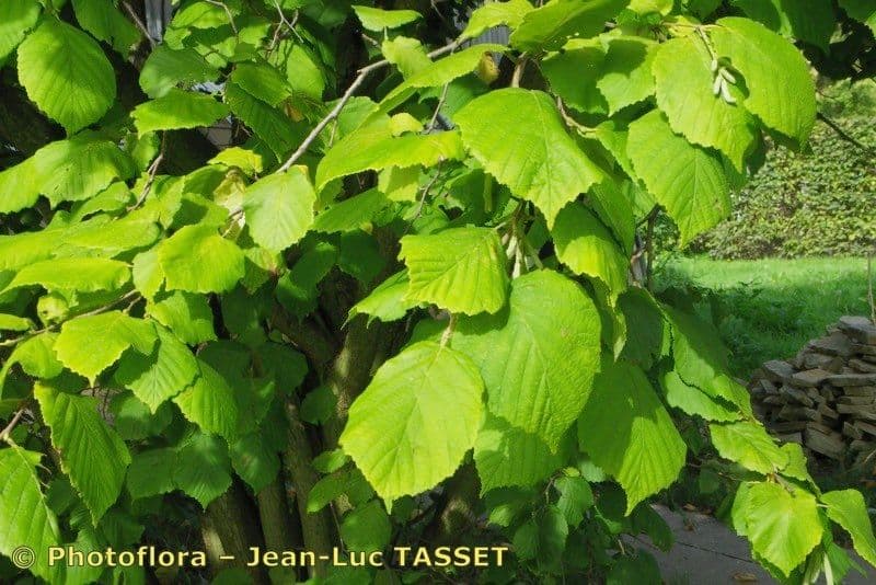 Nocciolo cinese