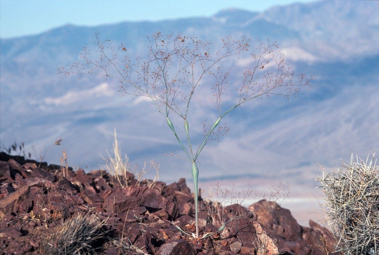 Polygonum gonfiato 4