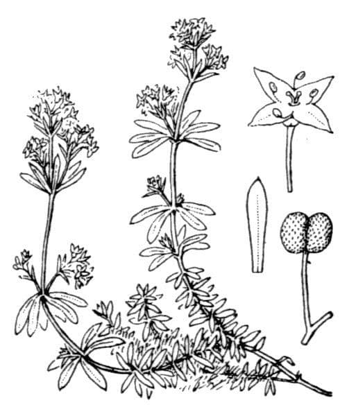 Harzer Labkraut 24
