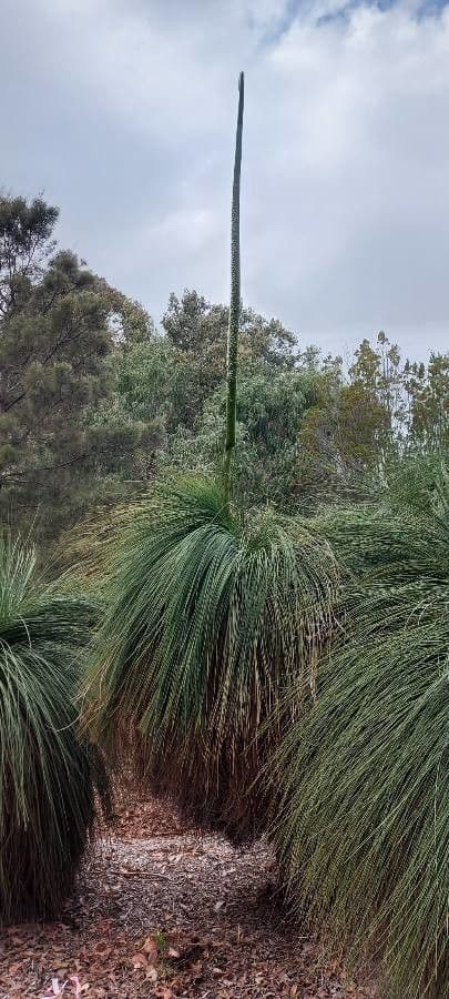 Xanthorrhoea 12