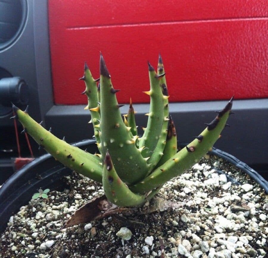 Aloe 5