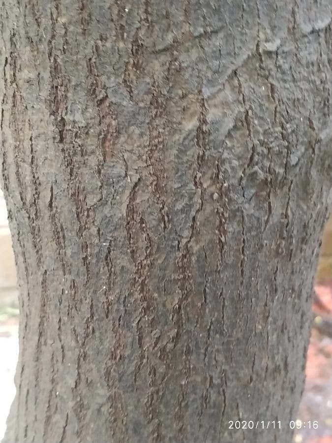 Garcinia 10
