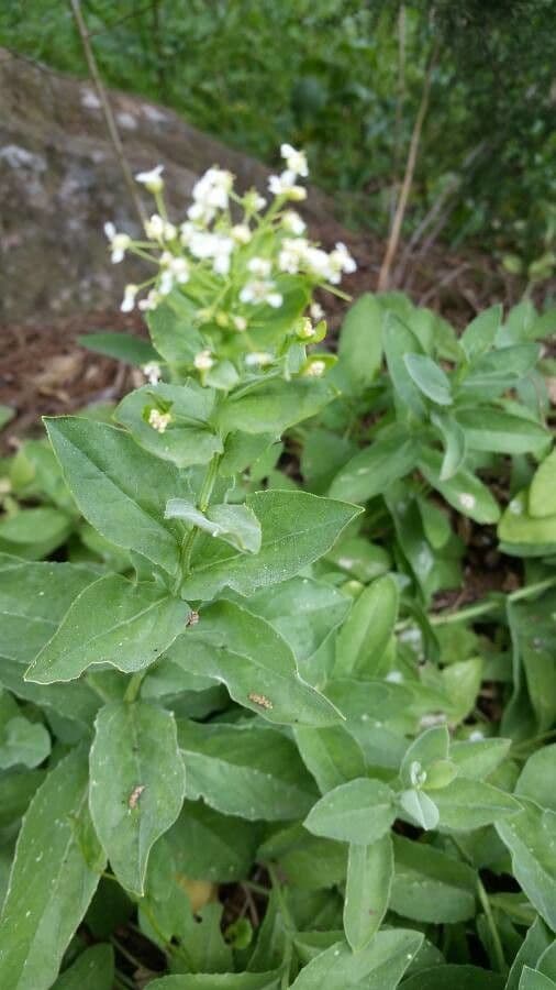 Draba 4