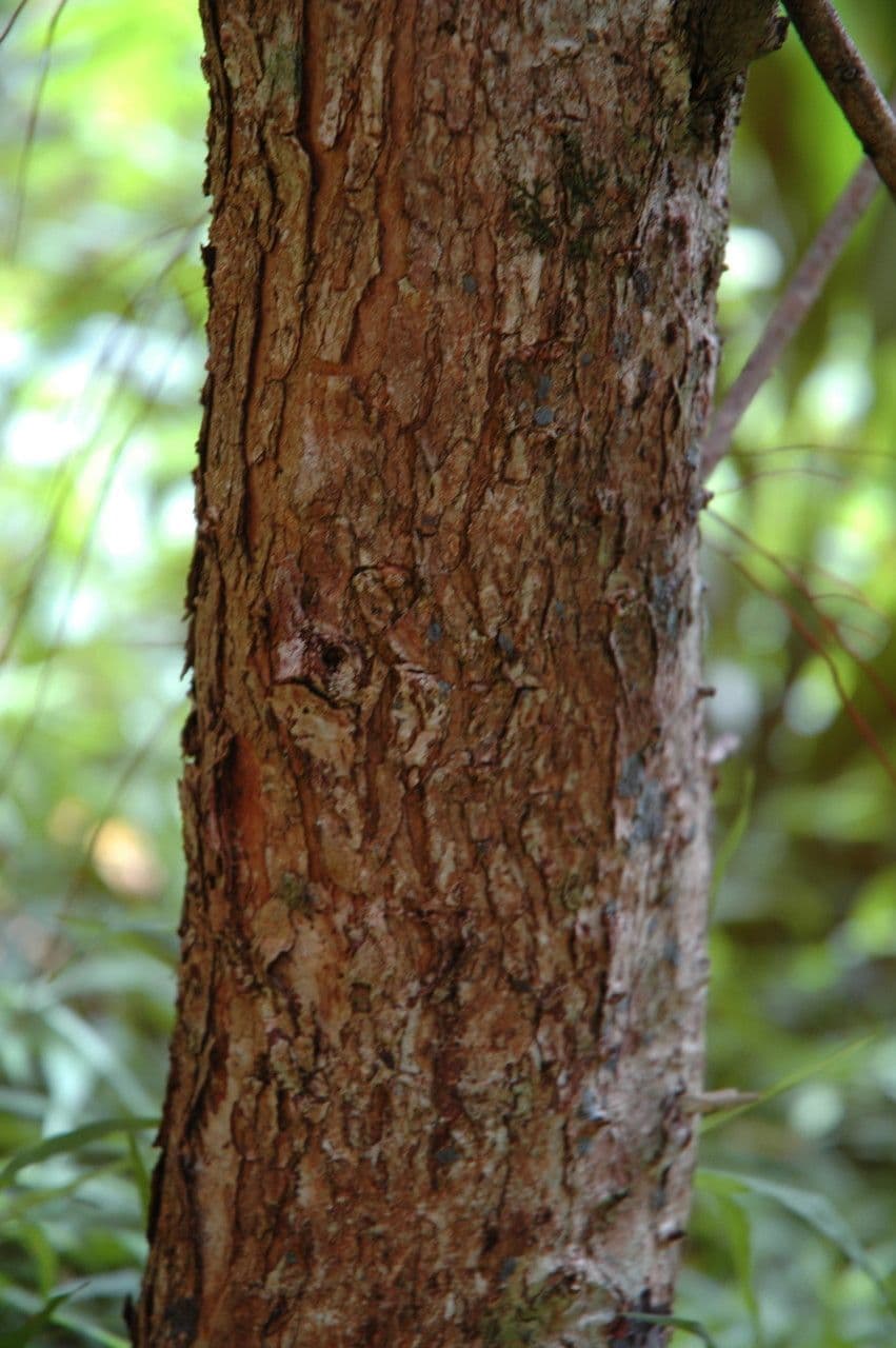 Metrosideros polymorpha 18