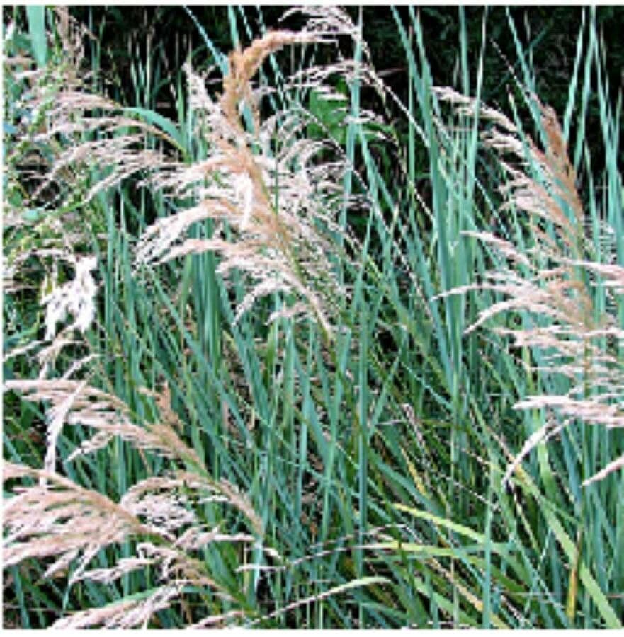 Fluss-Schilfgras 11