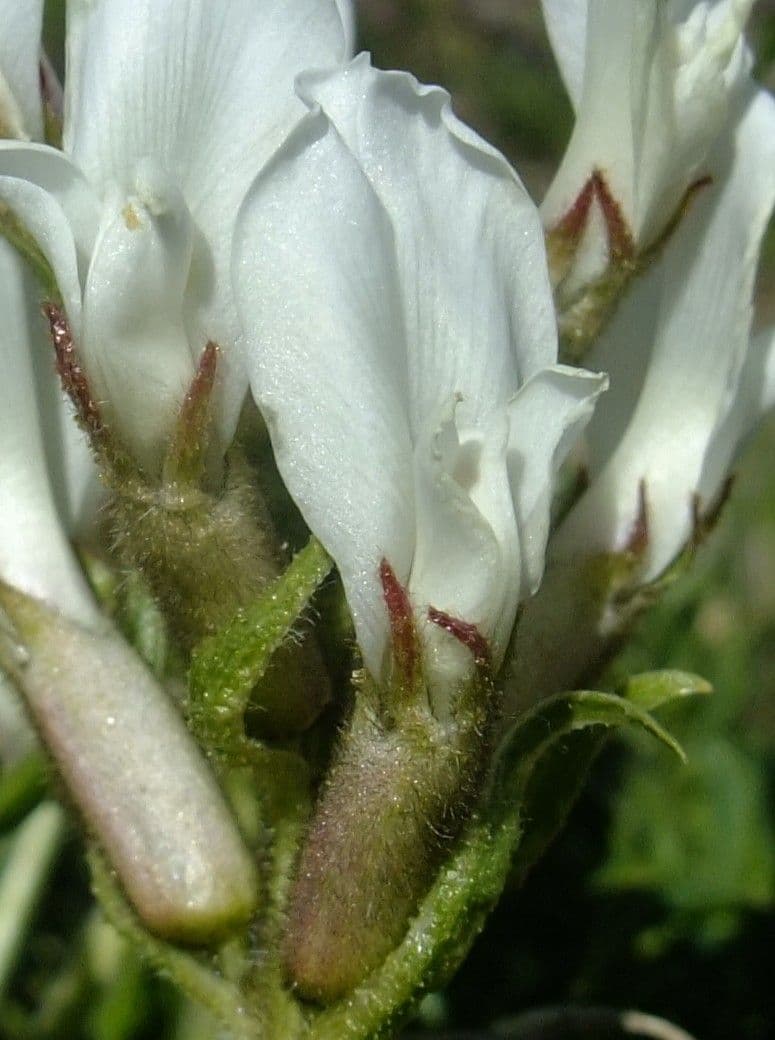 Oxytropis fetida 10