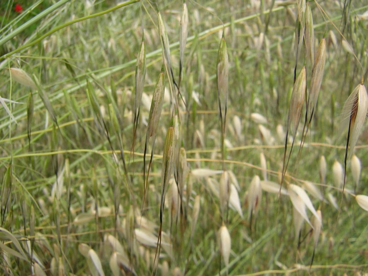 Avena maggiore 24