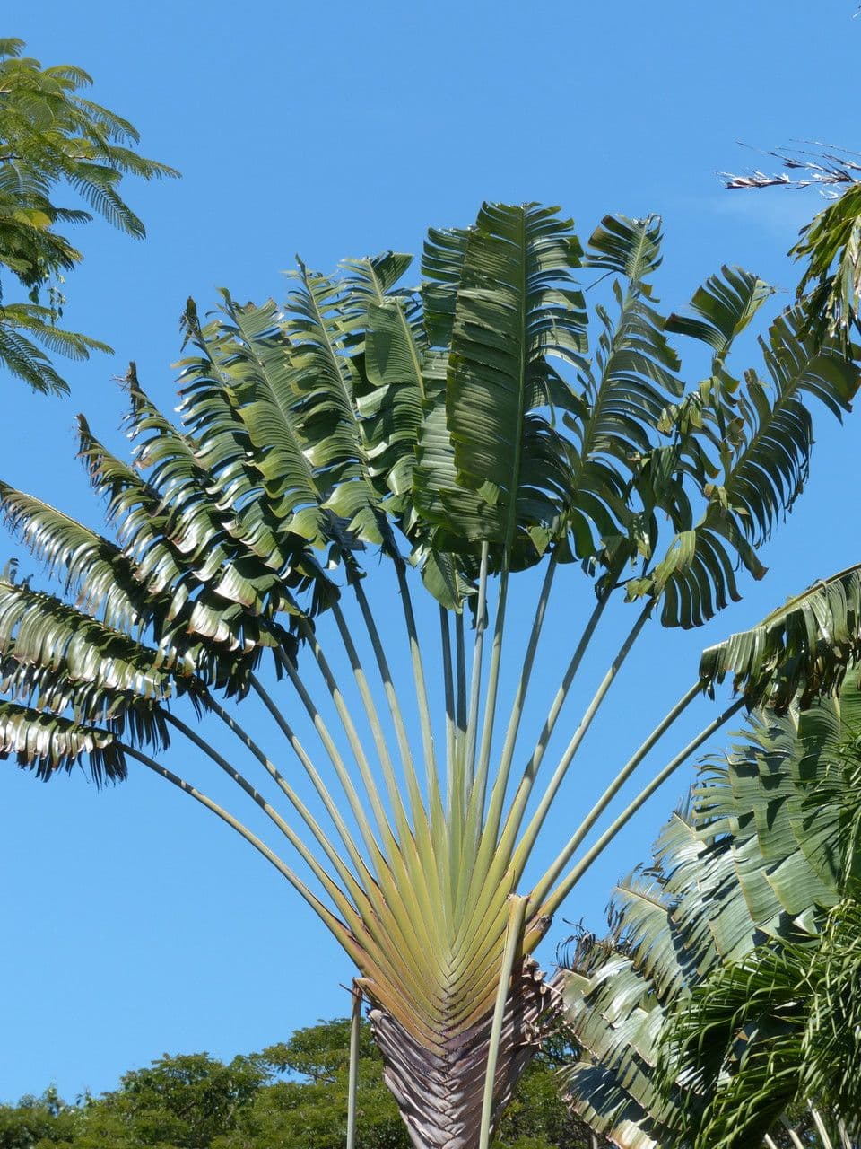 Cestovatelská palma 28