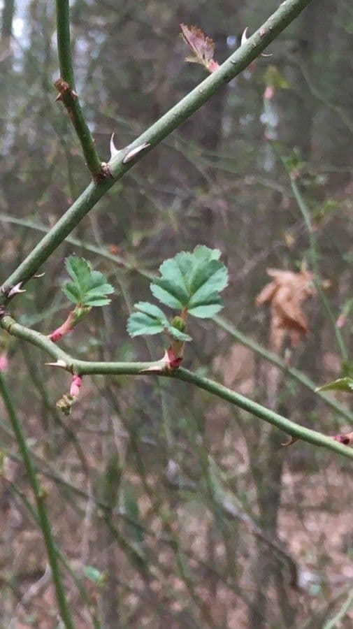 Rosa 19