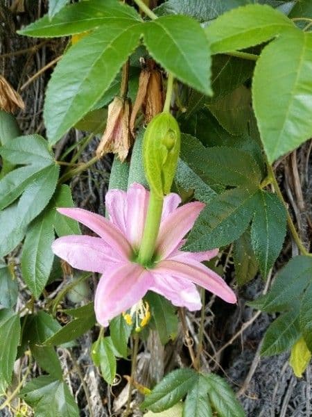 Passiflora mixta 5