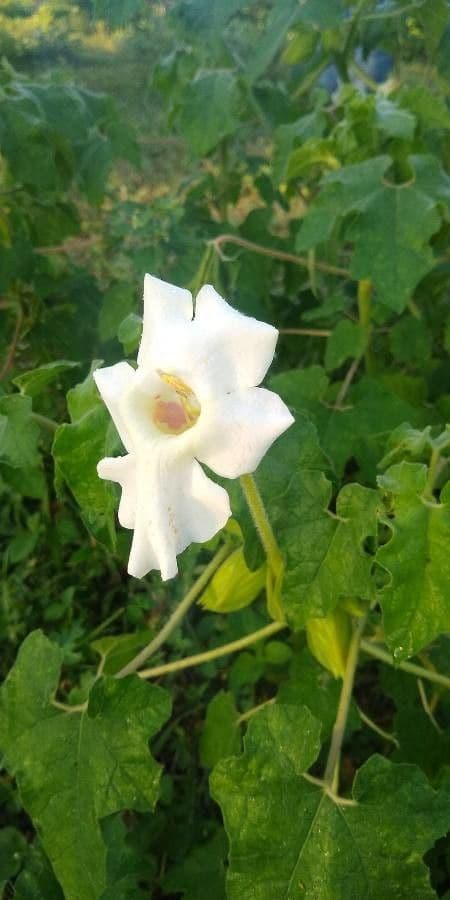 Craniolaria 3