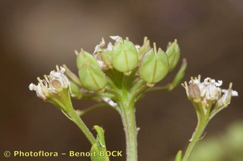 Iberis procumbens 4
