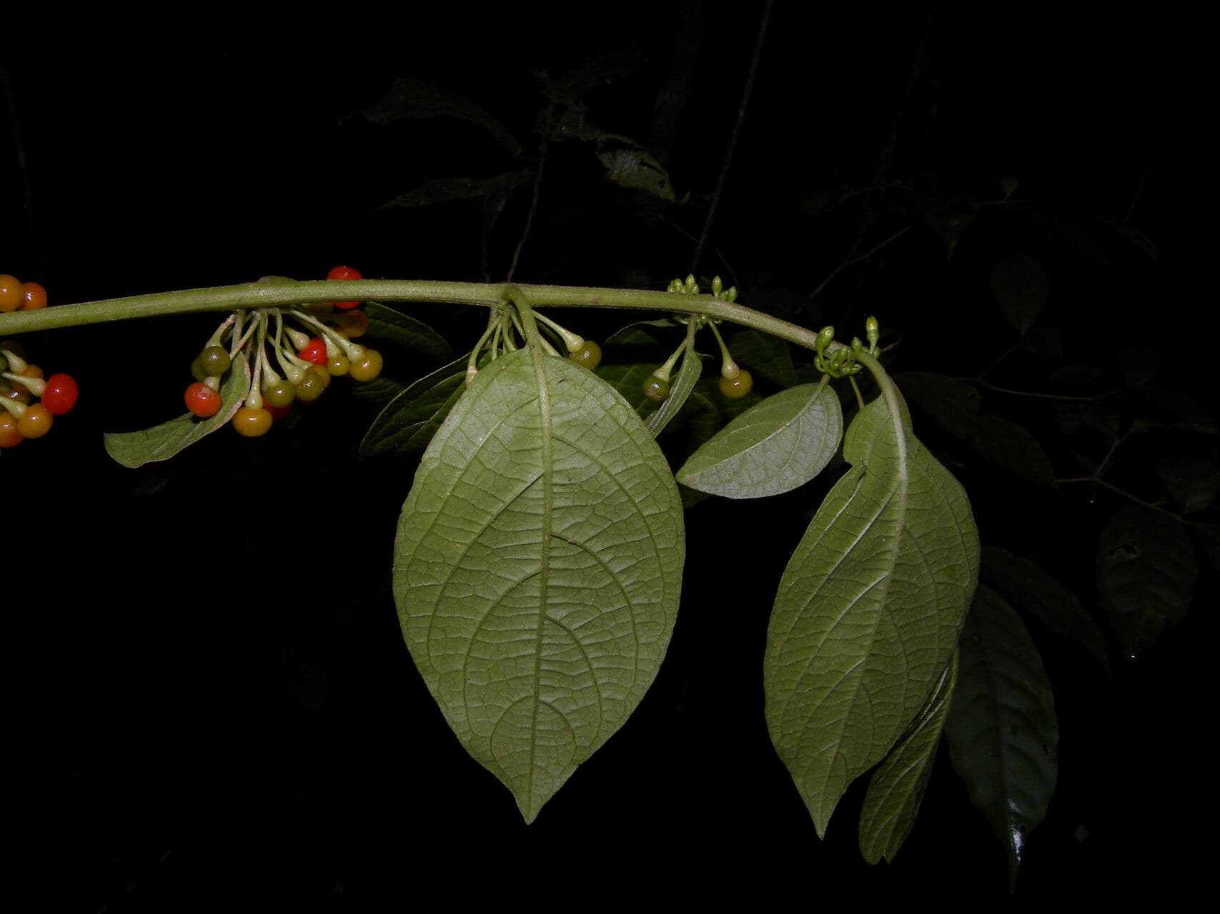 Witheringia 10