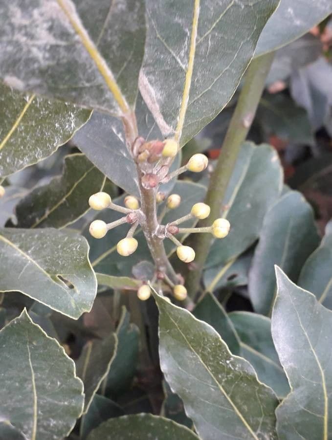 Laurel 9