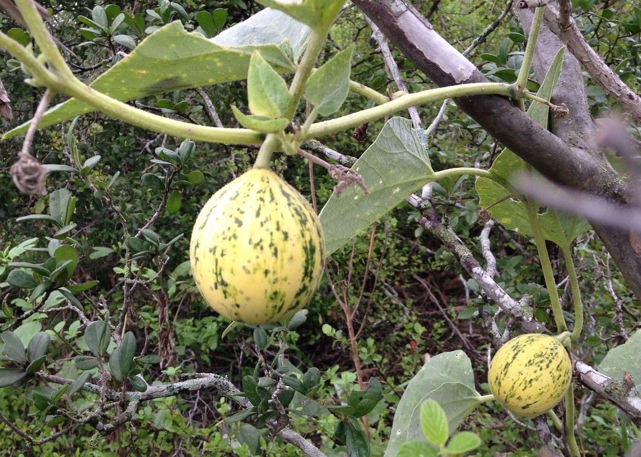 Zucca fetida 10