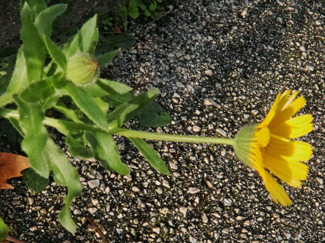 Acker-Ringelblume 6