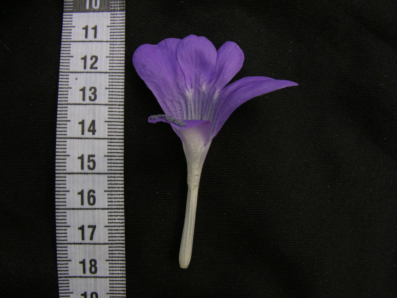Barleria 15