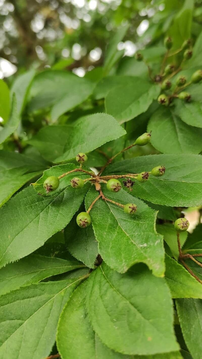 Photinia villosa 3