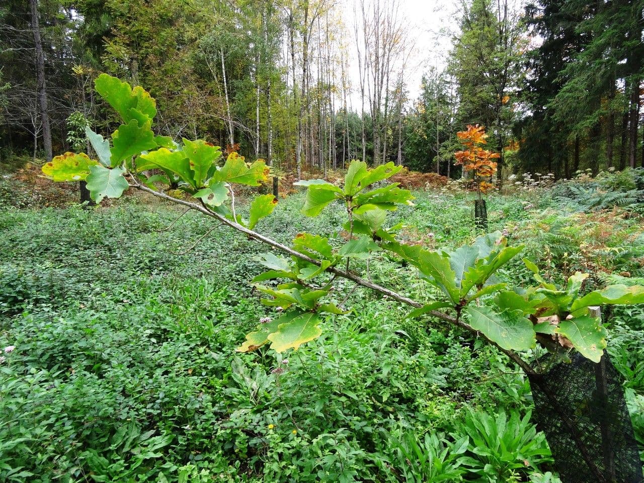 Quercia Daimyo 13
