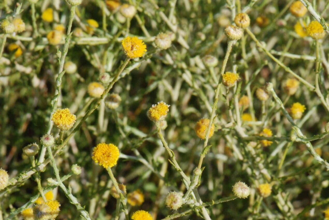Pulicaria 2