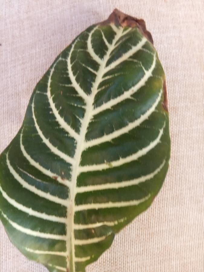 Aphelandra 26