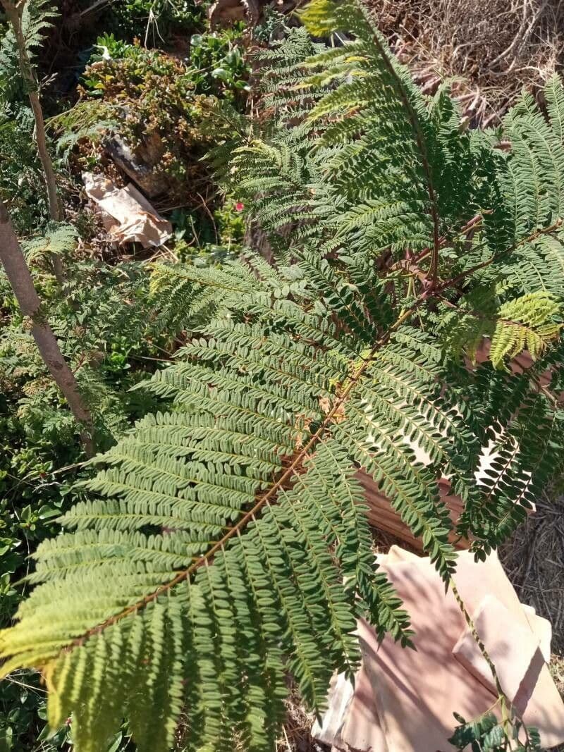 Jacaranda 22