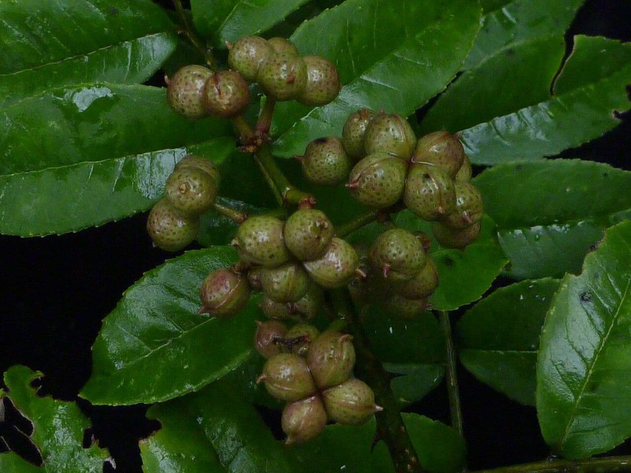 Zanthoxylum 7