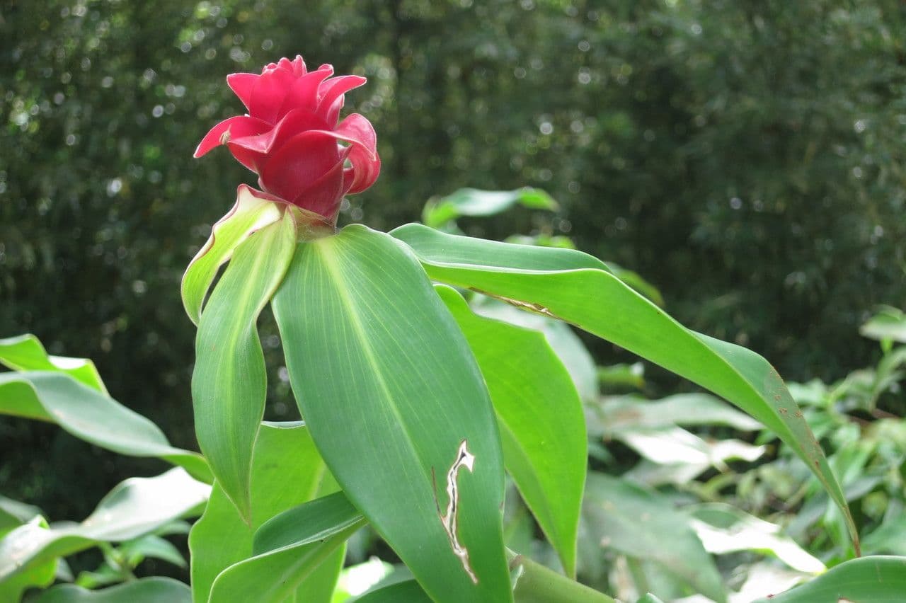 Red tower ginger 19