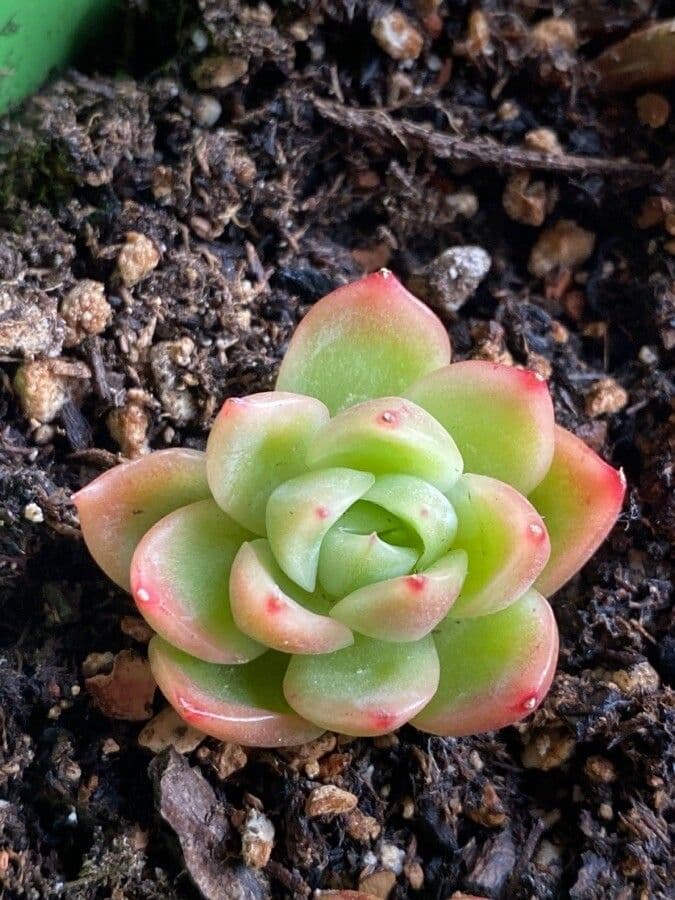 Echeveria 9