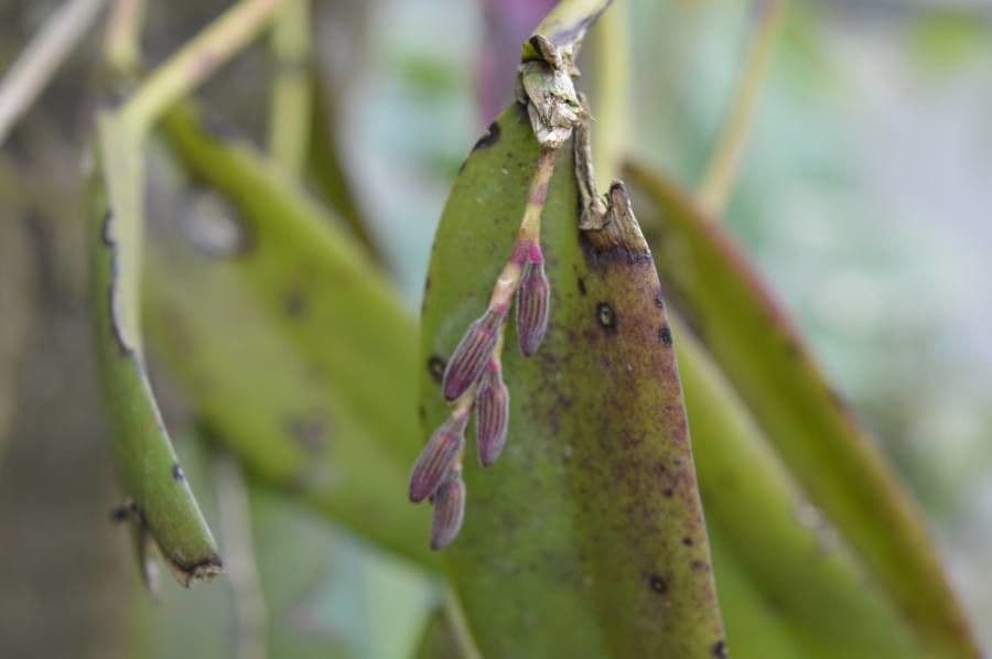 Acianthera