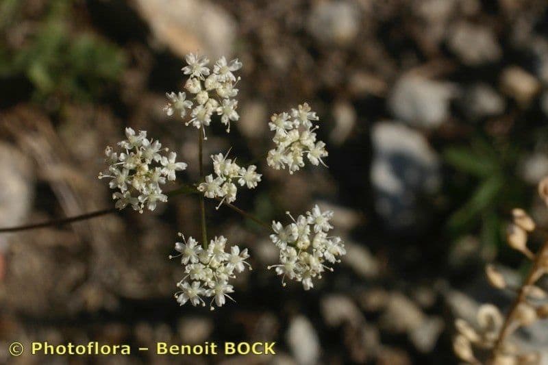 Pimpinella tragium 20