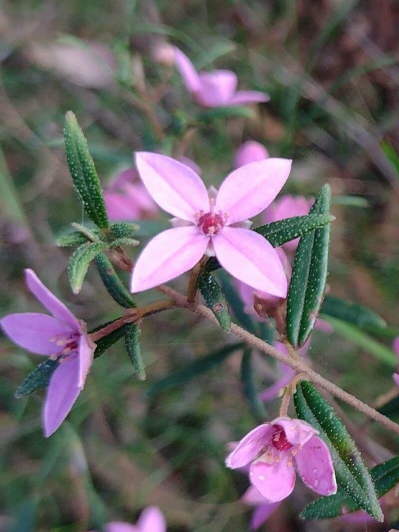 Boronia ledifolia 5