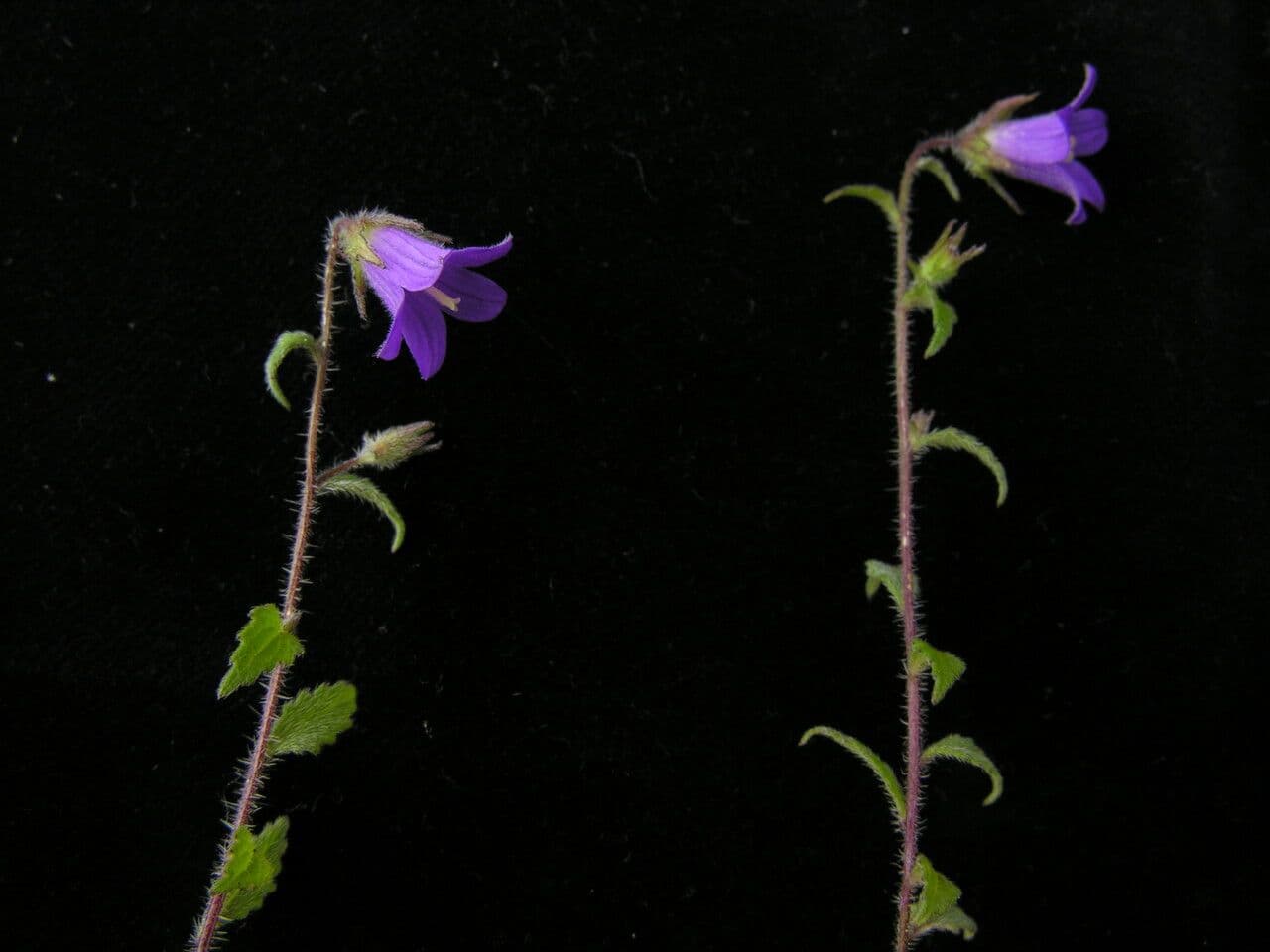 Campanula 6