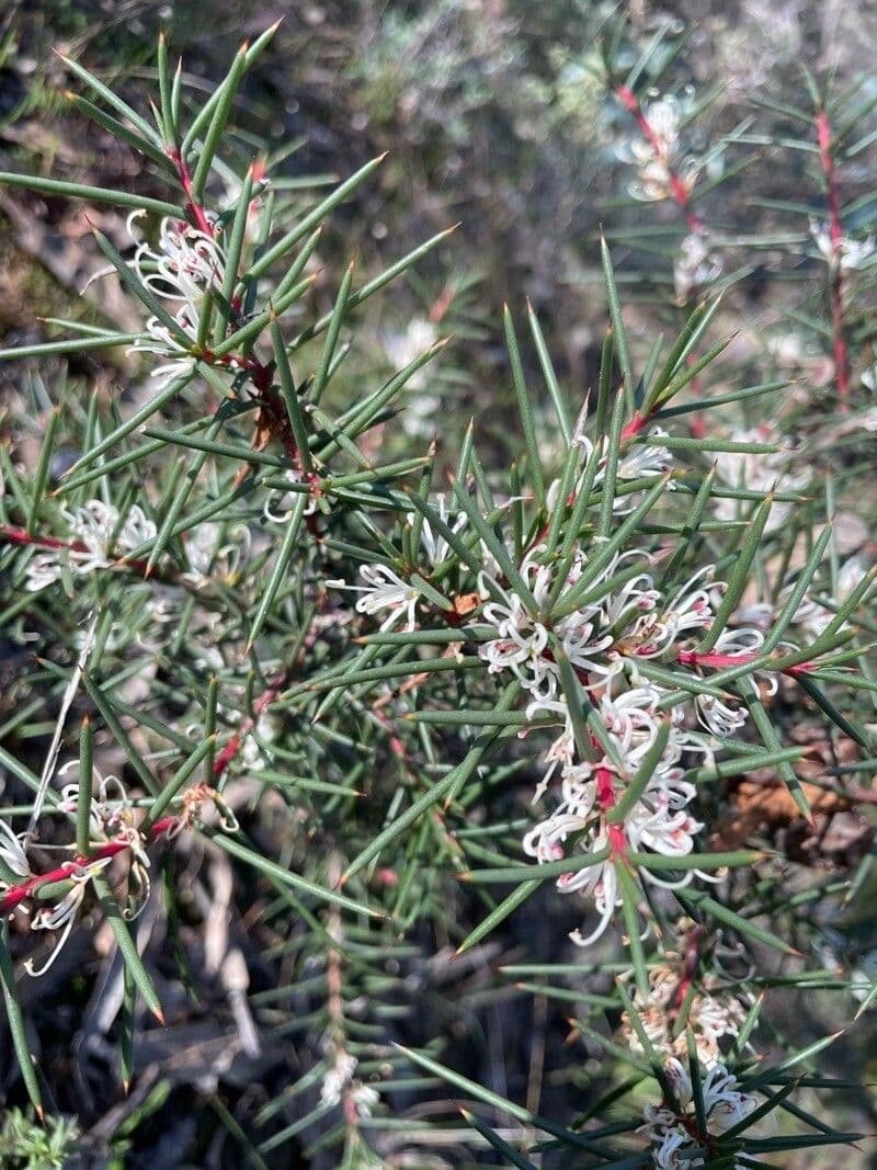 Hakea sericea 13