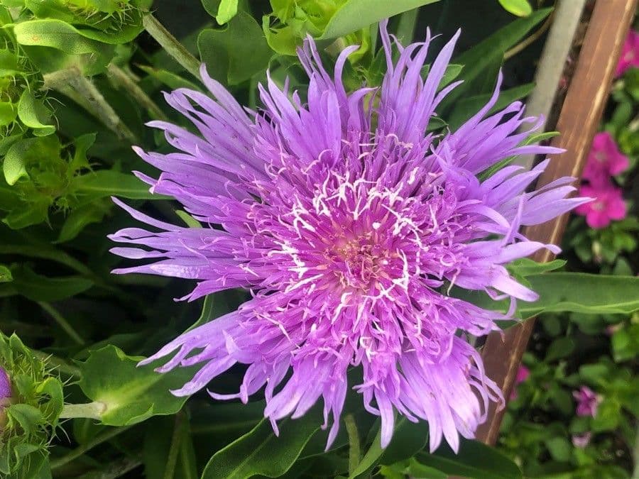Stokesia laevis