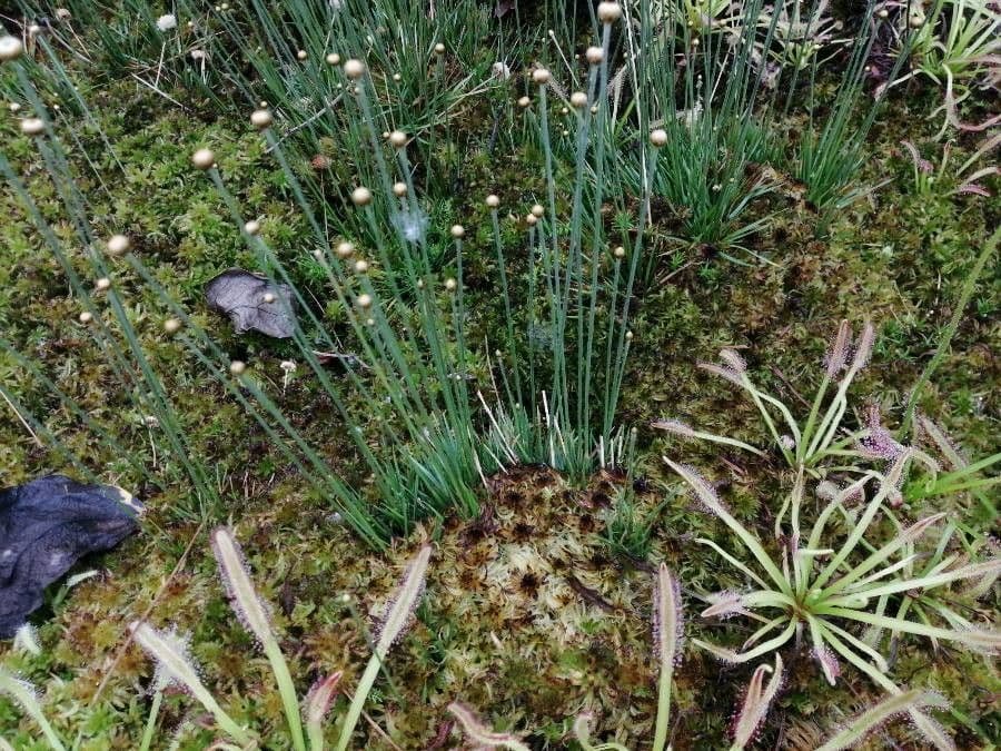 Schoenoplectus setaceus 17